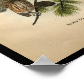 Poster 1890 Chouettes à crayon d'impression pour oiseaux (Coin)