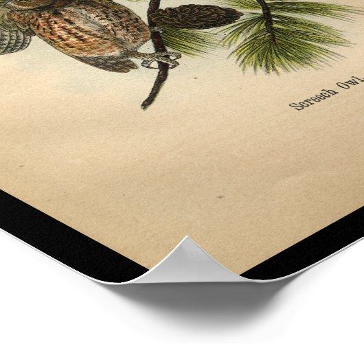 Poster 1890 Chouettes à crayon d'impression pour oiseaux (Coin)