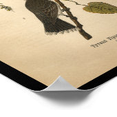 Poster 1890 Flycatcher tyran d'impression d'oiseaux (Coin)