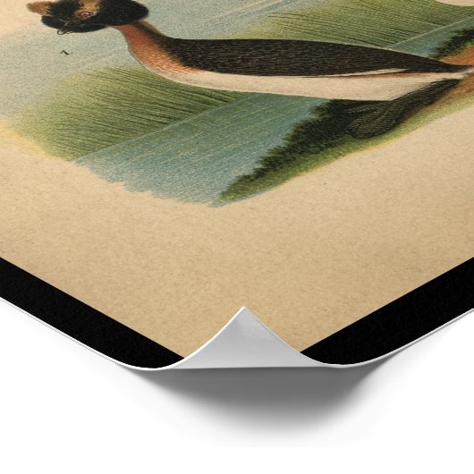 Poster 1890 Grèbe à cornes à imprimer (Coin)