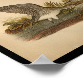 Poster 1890 Imprimé Oiseau Bécasseau solitaire (Coin)