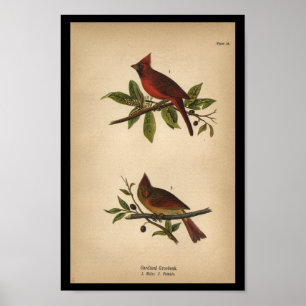 Poster 1890 Imprimer Cardinal Grosbeak
