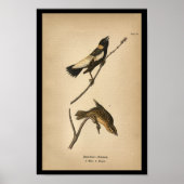 Poster 1890 Oiseau à imprimer Bobolink (Devant)