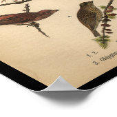 Poster 1890 Oiseau Imprimer Bruant (Coin)