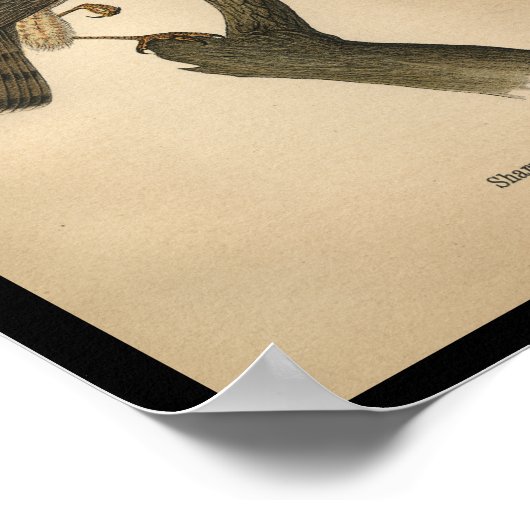 Poster 1890 Oiseau Imprimer Buse à lustrer (Coin)