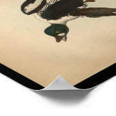 Poster 1890 Oiseau Imprimer Canard à oeil doré américain (Coin)