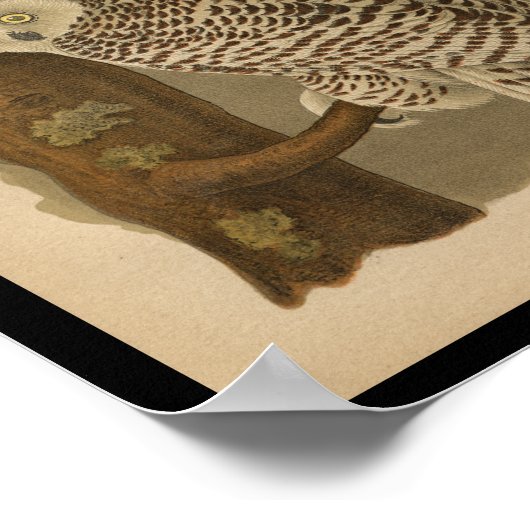 Poster 1890 Oiseau Imprimer Chouette neigeuse (Coin)