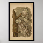 Poster 1890 Oiseau Imprimer Chouette neigeuse (Devant)