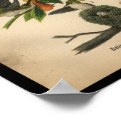 Poster 1890 Oiseau Imprimer Colibri à gorge rubis (Coin)