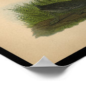 Poster 1890 Oiseau Imprimer Coot américain (Coin)