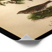 Poster 1890 Oiseau Imprimer Goldfinch américain (Coin)