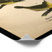 Poster 1890 Oiseau Imprimer Paruline jaune du Maryland (Coin)