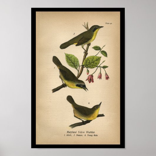 Poster 1890 Oiseau Imprimer Paruline jaune du Maryland (Devant)