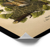 Poster 1890 Oiseau Imprimer Robin américain (Coin)