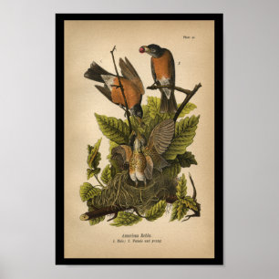 Poster 1890 Oiseau Imprimer Robin américain