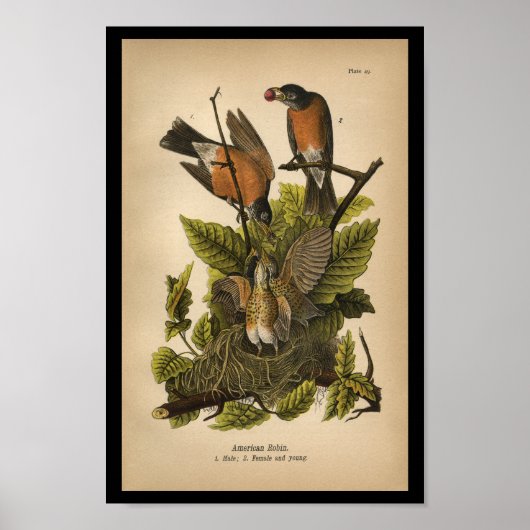 Poster 1890 Oiseau Imprimer Robin américain (Devant)