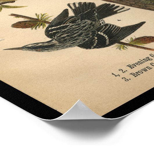 Poster 1890 Oiseau Imprimer Soirée Grosbeak (Coin)