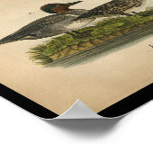 Poster 1890 Oiseau Imprimer Turquoise à ailes vertes (Coin)