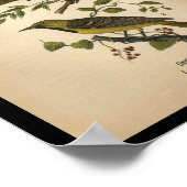 Poster 1890 Oriole ornithologique (Coin)