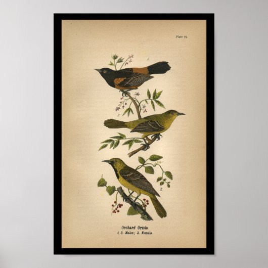 Poster 1890 Oriole ornithologique (Devant)