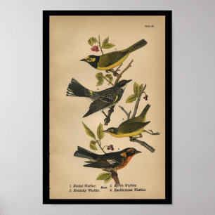 Poster 1890 Paruline à capuchon imprimé d'oiseaux