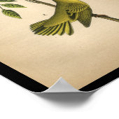 Poster 1890 Paruline jaune à imprimer aux oiseaux (Coin)