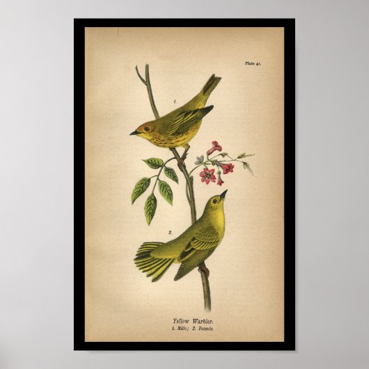 Poster 1890 Paruline jaune à imprimer aux oiseaux (Devant)