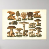 Poster 1894 Champignons Variété Fungus Imprimer en allema (Devant)