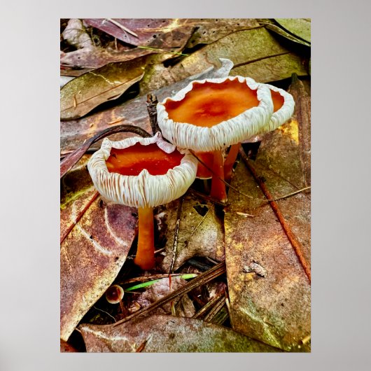 Poster 18 x 24 (Devant)