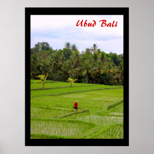 Poster (18" x 24") Rijstvelden Ubud Bali