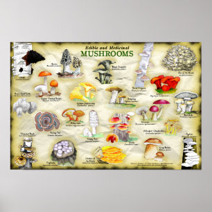 Poster 18x12 Paddenstoelen (eetbaar en medicinaal)