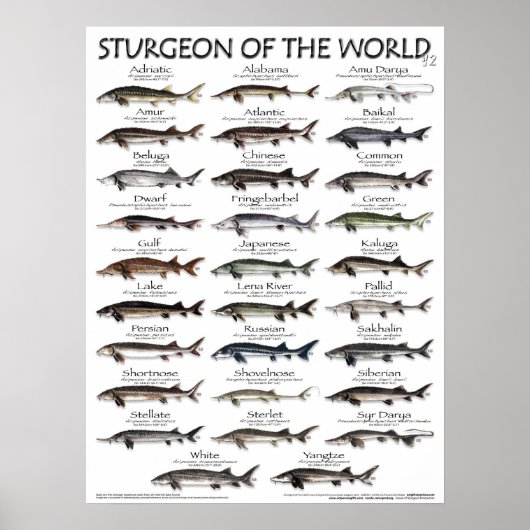 POSTER - 18X24 - STURGEON DU MONDE - poisson (Devant)