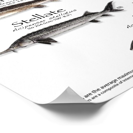 POSTER - 18X24 - STURGEON DU MONDE - TOUT D'ABORD (Coin)