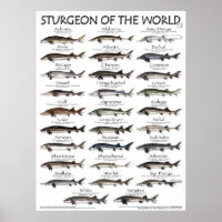 POSTER - 18X24 - STURGEON DU MONDE - TOUT D'ABORD