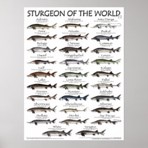 POSTER - 18x24 - STURGEON VAN DE WERELD
