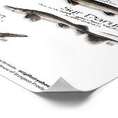 POSTER - 18x24 - STURGEON VAN DE WERELD (Hoek)