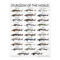 POSTER - 18x24 - STURGEON VAN DE WERELD - EERST OO