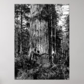 POSTER 1910 JOURNAUX STANLEY PARK CANADA (Devant)