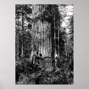 POSTER 1910 JOURNAUX STANLEY PARK CANADA