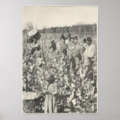 Poster 1916 cueillir du coton (Devant)