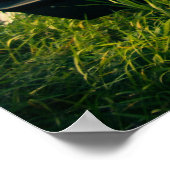 Poster 1966 Dodge Charger (Coin)