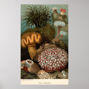 Poster 19e century print sea anemones