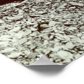 Poster 19th C. Fisherman and Goliath Grouper (Coin)