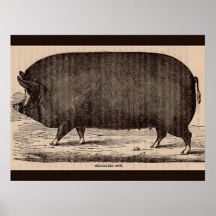 Poster 19th century farm animal print Berkshire sow no. 2