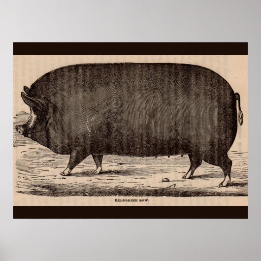 Poster 19th century farm animal print Berkshire sow no. 2 (Devant)