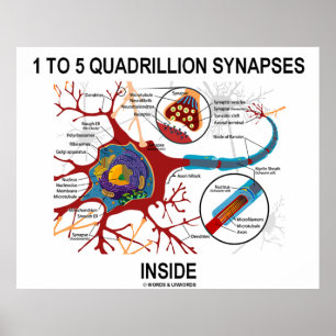 Poster 1 à 5 synapses de Quadrillion à l'intérieur de