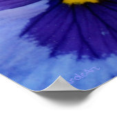 Poster 1 Blue Beauty Pansy (Coin)