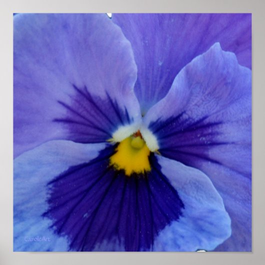 Poster 1 Blue Beauty Pansy (Devant)