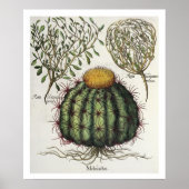 Poster 1.Melocactus ; 2.Rosa Hiericontea aperta ; 3.Rosa  (Devant)