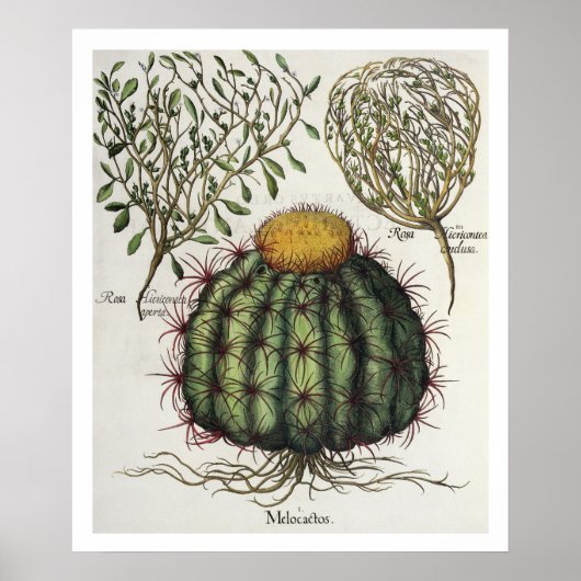 Poster 1.Melocactus ; 2.Rosa Hiericontea aperta ; 3.Rosa  (Devant)